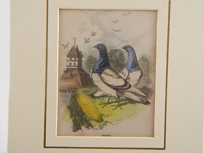 ANTICA LITOGRAFIA COLORE D’EPOCA ANONIMO LONDRA XIX SEC PIGEON OTTIMO STATO