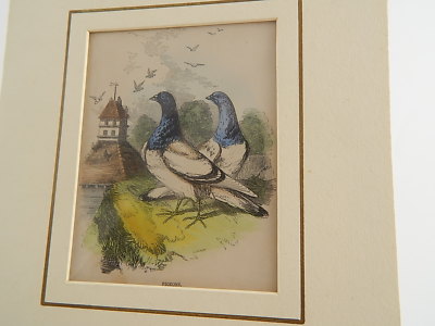 ANTICA LITOGRAFIA COLORE D’EPOCA ANONIMO LONDRA XIX SEC PIGEON OTTIMO STATO