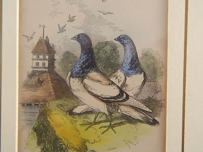 ANTICA LITOGRAFIA COLORE D’EPOCA ANONIMO LONDRA XIX SEC PIGEON OTTIMO STATO
