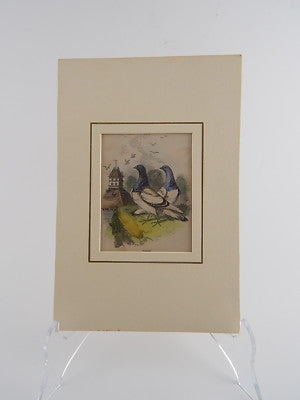 ANTICA LITOGRAFIA COLORE D’EPOCA ANONIMO LONDRA XIX SEC PIGEON OTTIMO STATO