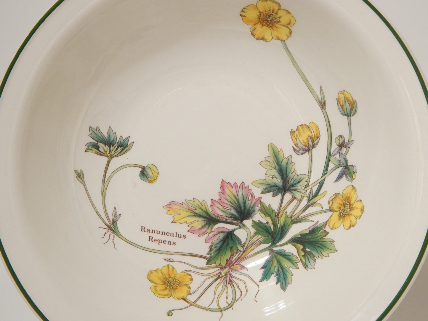 CERAMICA ENOCH WEDGWOOD CIOTOLA INSALATIERA BOTANICA FLORABUNDA RANUNCOLO