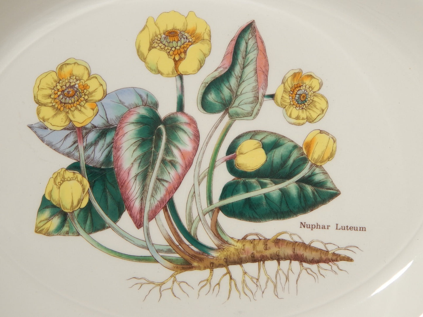 CERAMICA ENOCH WEDGWOOD TEGLIA OVALE LEGUMIERA BOTANICA FLORABUNDA NINFEA GIALLA